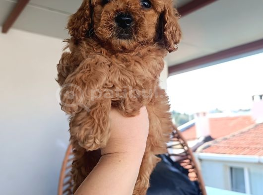 Toy Poodle Yavrularımız görsel