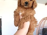 Toy Poodle Yavrularımız