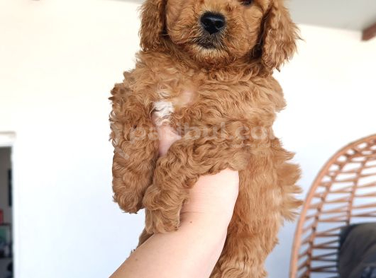 Toy Poodle Yavrularımız görsel