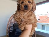 Toy poodle yavrularımız