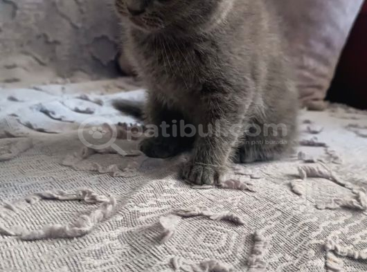 Aci̇l Eli̇ni̇ Hizli Tutan Alir Whatsapp Lutfen görsel