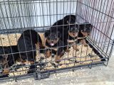 Rotweiler Yavruları