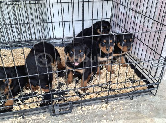 Rotweiler Yavruları görsel