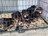 Rotweiler Yavruları