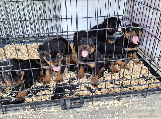 Rotweiler Yavruları görsel