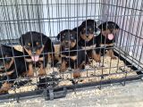 Rotweiler Yavruları