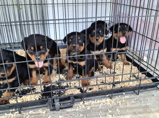 Rotweiler Yavruları görsel
