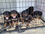 Rotweiler yavruları