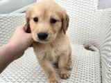 Baby Face Golden Yavrular