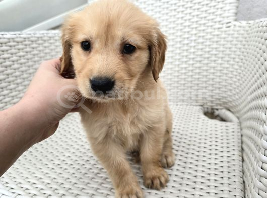 Baby Face Golden Yavrular görsel