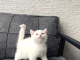 White British Shorthair Yavru