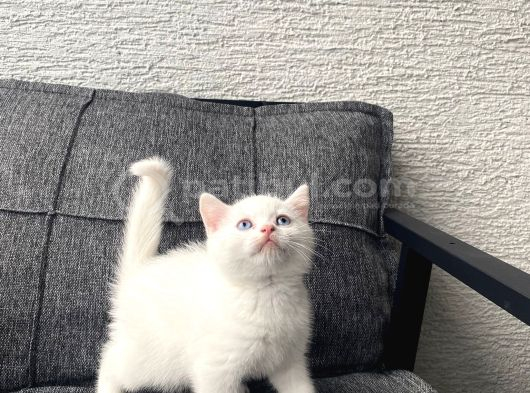 White British Shorthair Yavru görsel