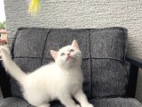 White British Shorthair Yavru