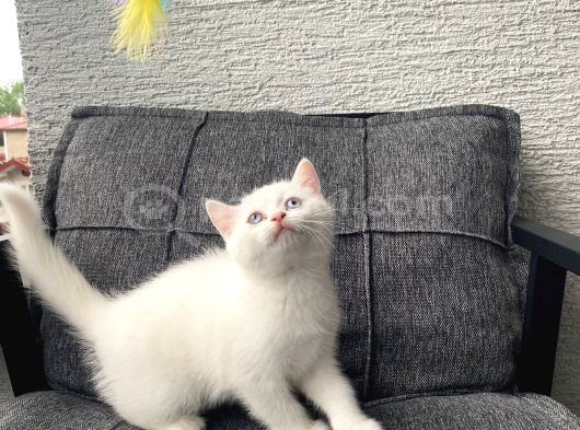 White British Shorthair Yavru görsel