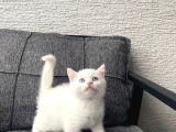 White British Shorthair Yavru