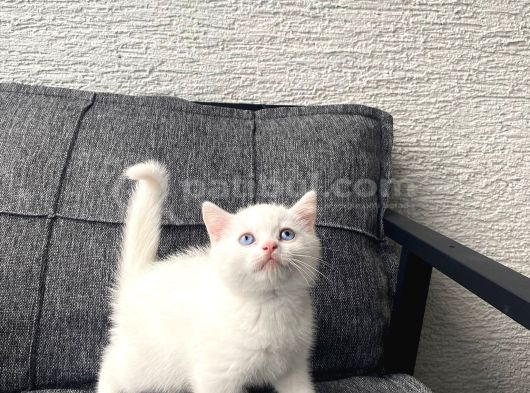 White British Shorthair Yavru görsel