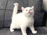 White British Shorthair Yavru