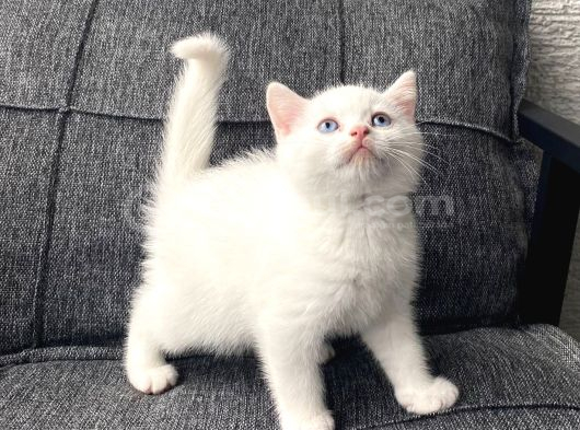 White British Shorthair Yavru