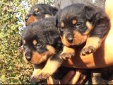 Koca Kafa Rotweiler