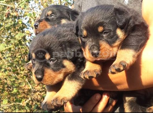 Koca Kafa Rotweiler görsel