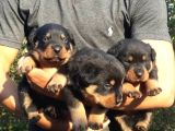 Koca Kafa Rotweiler
