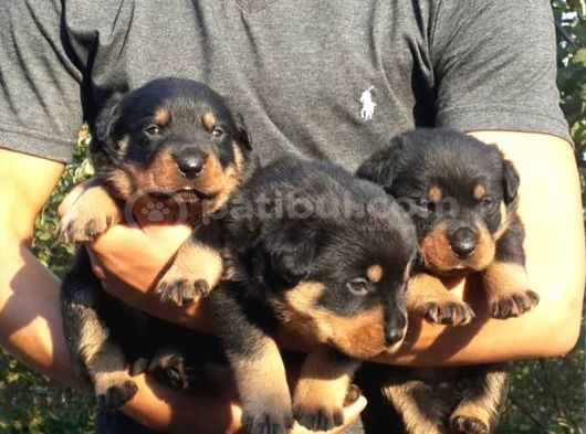 Koca Kafa Rotweiler görsel