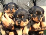 Koca kafa Rotweiler