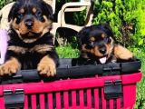 Koca Kafa Rotweiler