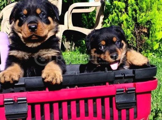 Koca Kafa Rotweiler görsel