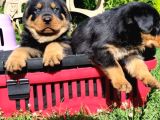 Koca Kafa Rotweiler