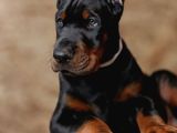 Safkan Europa Doberman Yavrular
