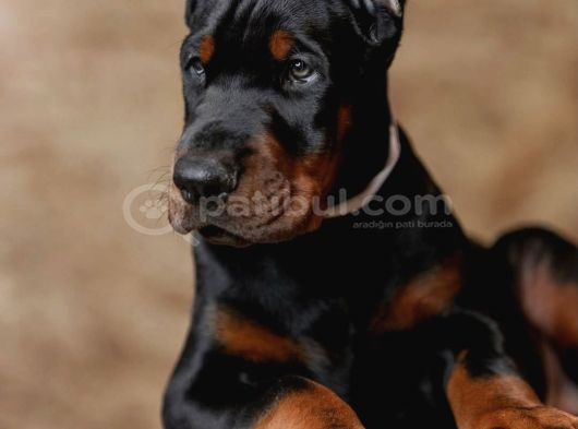 Safkan Europa Doberman Yavrular görsel