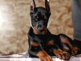 Safkan Europa Doberman Yavrular