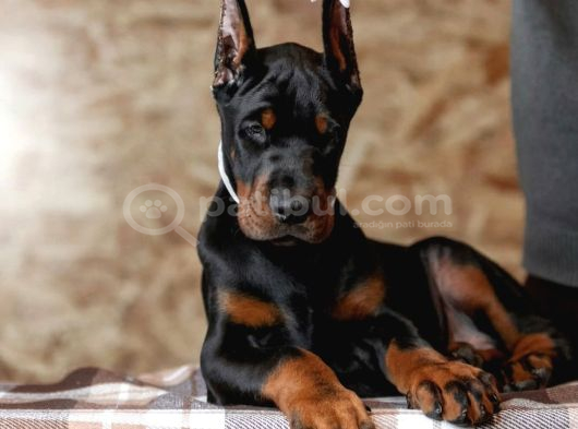 Safkan Europa Doberman Yavrular görsel