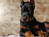 Safkan europa doberman yavrular