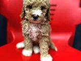 SAFKAN GERÇEK MALTİPOO BEBEKLER
