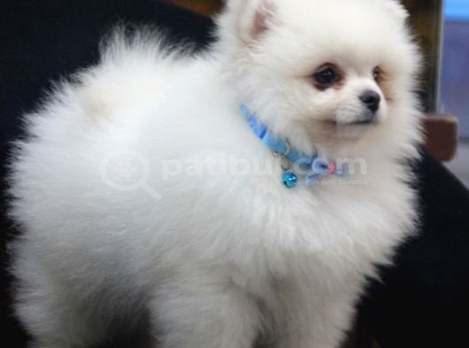 Gerçek Pomeranian Bebekler