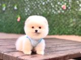 Gerçek Pomeranian Bebekler