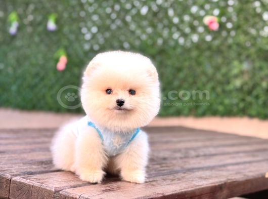 Gerçek Pomeranian Bebekler görsel