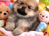 Gerçek Pomeranian Bebekler