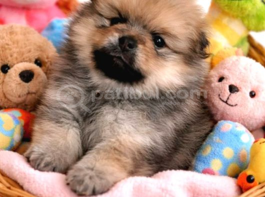 Gerçek Pomeranian Bebekler görsel