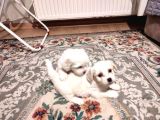 Xs maltese bebekler
