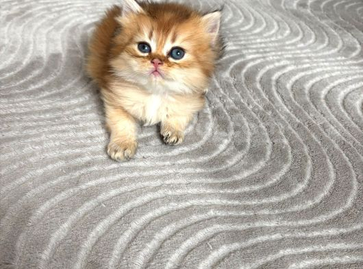 Safkan Golden Yavrularımız Yeni Sahibini Arıyor
