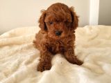 Red brown toy poodle
