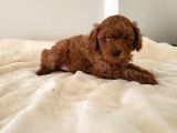 Red Brown Toy Poodle