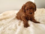 Red Brown Toy Poodle