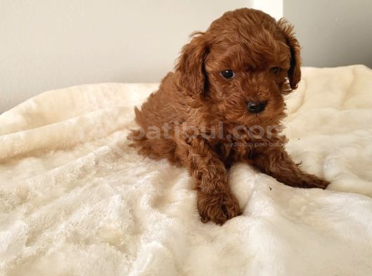 Red Brown Toy Poodle görsel