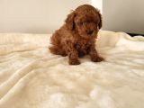 Red Brown Toy Poodle