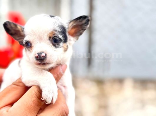 Merle Mi̇croteacup Ultra Mi̇ni̇k Şi̇vava Bebekler görsel