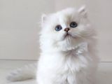 Safkan Longhair Yavrularımız